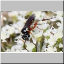 Diplazon laetatorius - Schlupfwespe w01c 8mm - OS-Hellern Wiese det06.jpg